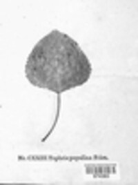 Taphrina populina image